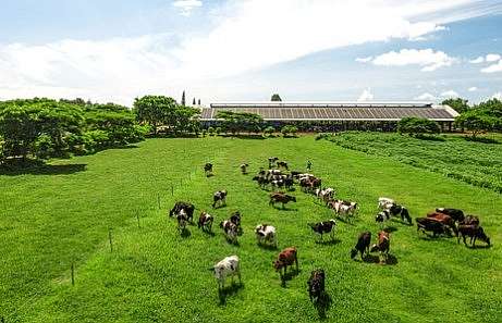 Với định hướng “xanh hóa” sản xuất, các trang trại bò sữa của Vinamilk đang trở thành hạt nhân thúc đẩy tiến trình thực hành nông nghiệp bền vững của cả vùng đất. - Ảnh: Vinamilk