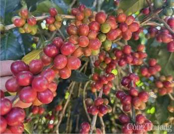 Ảnh bài viết