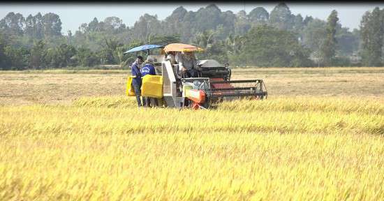 Giá lúa gạo hôm nay ngày 20/4: Giá lúa tăng 200 đồng/kg, gạo tăng 100 - 250 đồng/kg