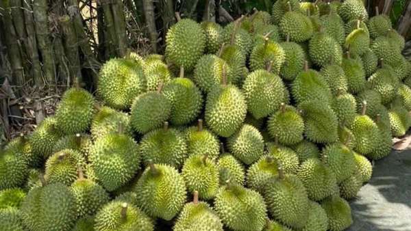sầu riêng tiền giang