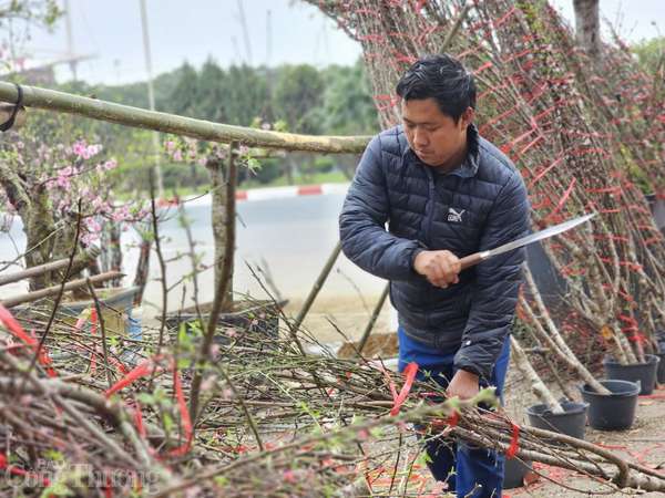 Hà Nội: Mới 29 Tết tiểu thương đã phá cây vì… xả lỗ vẫn ế khách