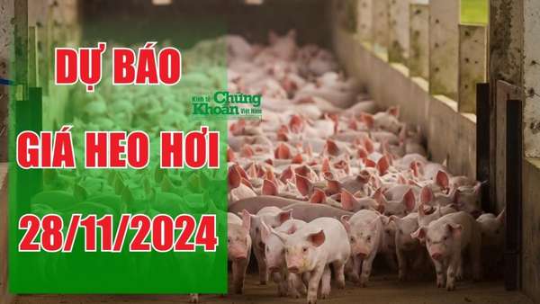 Dự báo giá heo hơi ngày 28/11: Người chăn nuôi đối mặt áp lực cuối năm