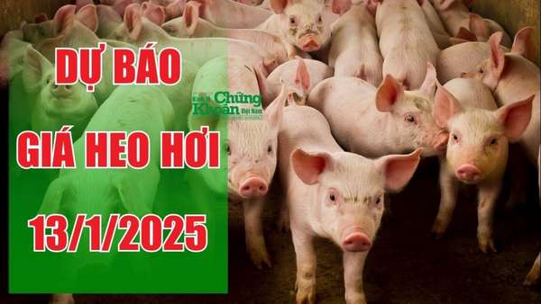 Dự báo giá heo hơi ngày 13/1/2025: Thị trường sẽ chạm mốc mới trước dịp Tết Nguyên đán?