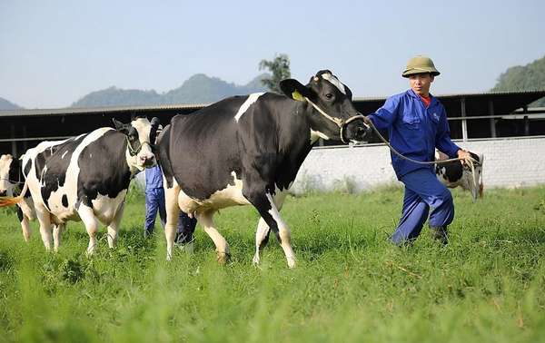 Mộc Châu Milk (MCM) báo lãi giảm sâu – Thị trường sữa bớt “ngọt” với 