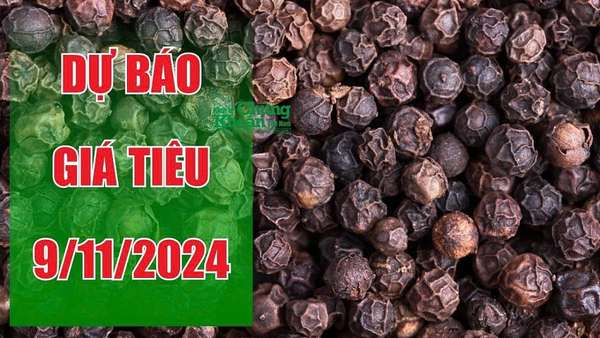 Dự báo giá tiêu ngày 9/11: Chạm đỉnh 139.000 đồng/kg, đà tăng sẽ còn tiếp diễn