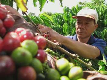 Những cú 'sảy chân' và chuyện dựng 'barie' cho nông sản Việt