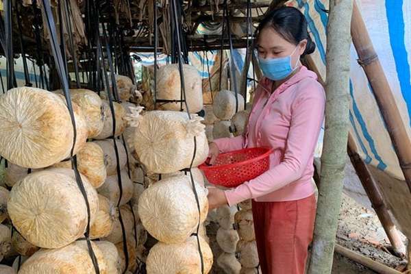 Nấm báo ngư