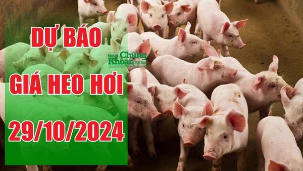 Dự báo giá heo hơi ngày 29/10: Tiếp tục giảm 