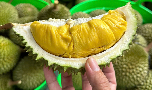 sầu riêng tăng giá