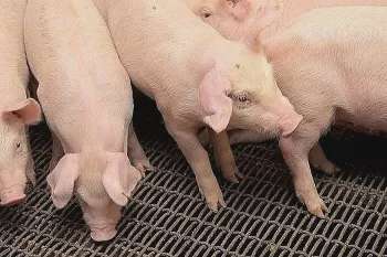 Giá heo hơi hôm nay 21/5/2025: Thấp nhất 67.000 đồng/kg
