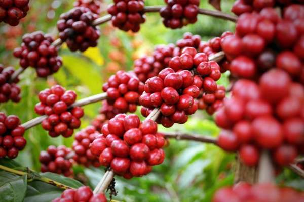 Năm 2022, xuất khẩu cà phê sang thị trường Hoa Kỳ tăng về chất