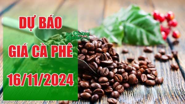 Dự báo giá cà phê ngày 16/11: Xu hướng tăng 