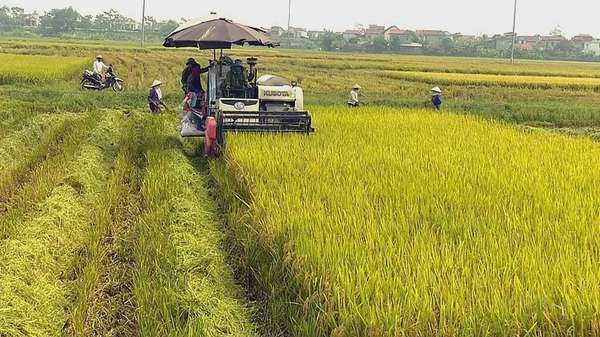 Ảnh bài viết