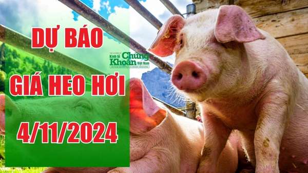 Dự báo giá heo hơi ngày 4/11: Phục hồi