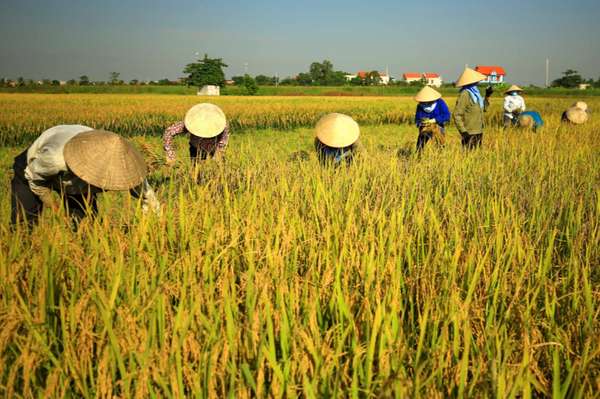 Ảnh bài viết