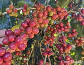 Ảnh bài viết