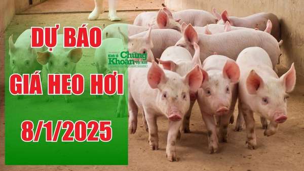 Dự báo giá heo hơi ngày 8/1/2025: Cận Tết, thị trường sẽ biến động?