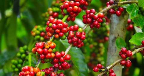 Sau chuỗi ngày tăng kỷ lục của Robusta, giá cà phê xuất khẩu quay đầu giảm
