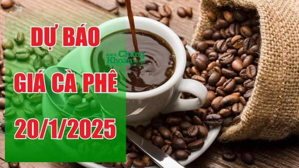 Dự báo giá cà phê ngày 20/1/2025: Tiếp đà tăng, giá thu mua có thể đạt mức cao kỷ lục