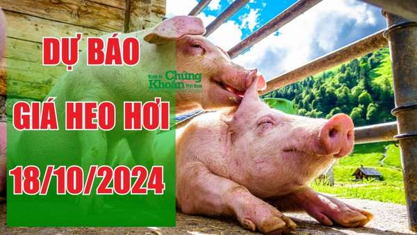 Dự báo giá heo hơi ngày 18/10/2024: Nhiều tỉnh Miền Bắc tiếp tục đà giảm