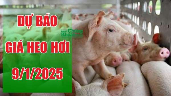 Dự báo giá heo hơi ngày 9/1/2025: Tăng trưởng ổn định, kỳ vọng khởi sắc?