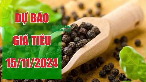 Dự báo giá tiêu ngày 15/11: Lặng sóng tại các khu vực trọng điểm, người dân chờ đợi thời cơ