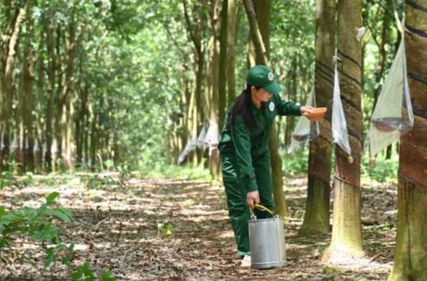 Cao su Tây Ninh (TRC) báo lãi tăng gần 6 lần nhờ giá cao su tăng