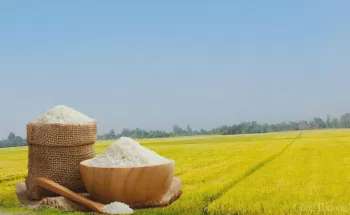 Giá lúa gạo hôm nay ngày 23/5: Thị trường biến động nhẹ
