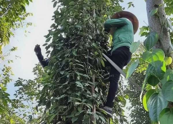 Giá tiêu hôm nay 25/10/2024: Thị trường hồ tiêu có thể sẽ phục hồi và phát triển trở lại?