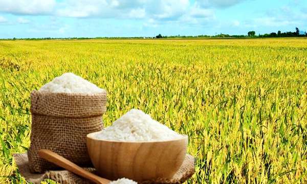 Giá lúa gạo hôm nay ngày 2/9: Gạo đi ngang, lúa tươi chững giá