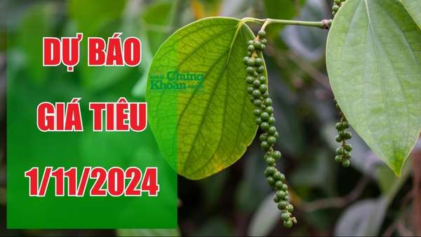 Dự báo giá tiêu ngày 1/11: Đi lên ngay đầu tháng mới, đỉnh mới sẽ được thiết lập