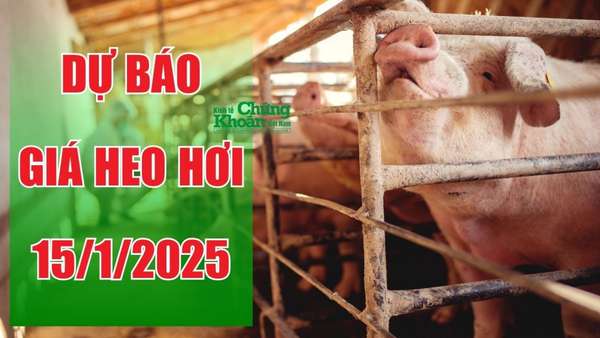 Dự báo giá heo hơi ngày 15/1/2025: Nhu cầu tăng cao, giá tiếp tục leo thang?