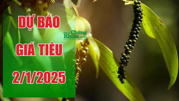 Dự báo giá tiêu ngày 2/1/2025: Kỳ vọng bứt phá dịp đầu năm