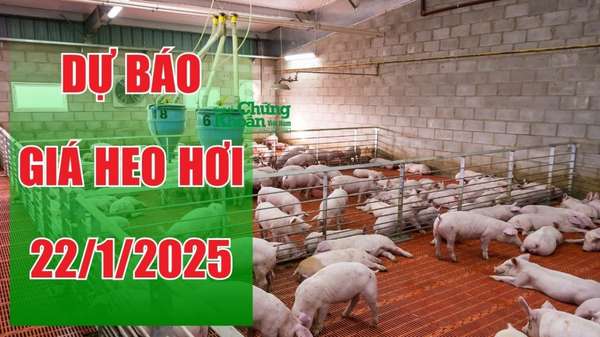 Dự báo giá heo hơi ngày 22/1/2025: tiếp tục giảm nhẹ dịp cận Tết