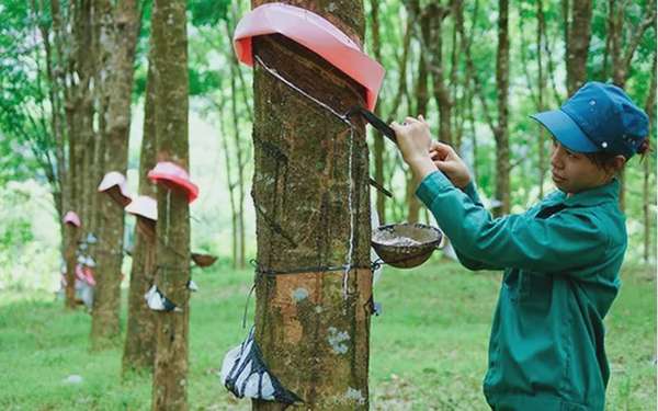 Giá cao su ngày 29/8: Giá cao su kỳ hạn điều chỉnh trái chiều