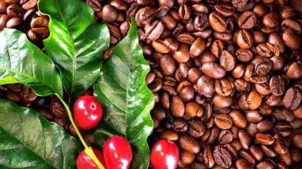 Giá cà phê Robusta tăng mạnh trở lại, Arabica mất động lực