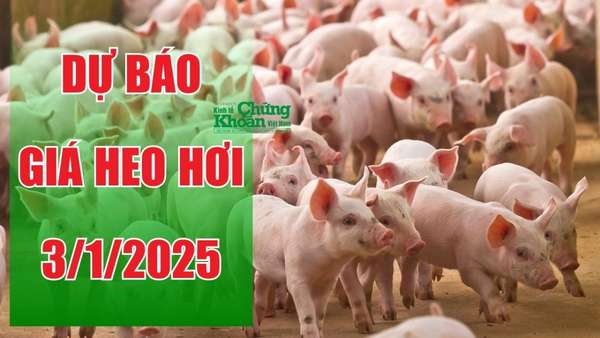 Dự báo giá heo hơi ngày 3/1/2025: Xu hướng ổn định, giá sẽ còn tăng dịp cận Tết?