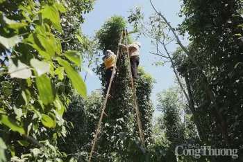 Ảnh bài viết