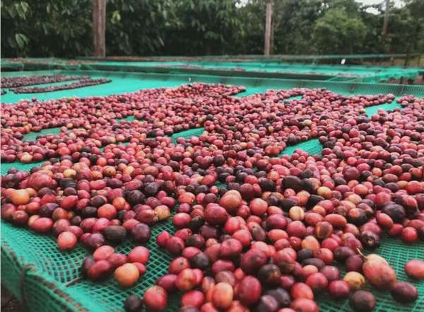 Giá cà phê Arabica leo đỉnh chưa từng có