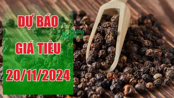 Dự báo giá tiêu ngày 20/11: Nhích nhẹ tại các khu vực trọng điểm?