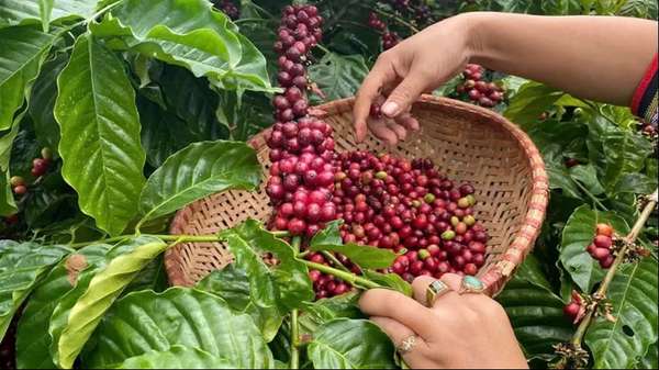 Giá cà phê hôm nay 15/1: Tiếp tục giảm mạnh, Arabica ngược chiều tăng giá