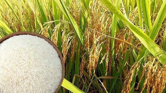 Giá lúa gạo hôm nay ngày 26/4: Giá lúa đồng loạt tăng