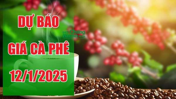 Dự báo giá cà phê ngày 12/1/2025: Xu hướng tăng trở lại