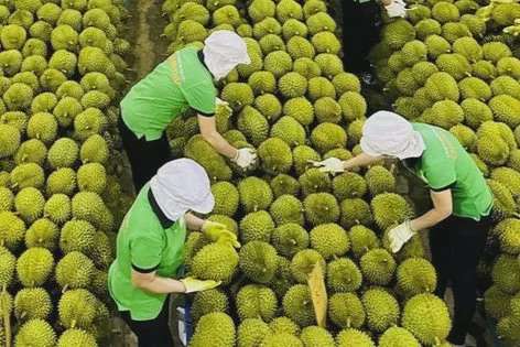 Thủ tướng giao Bộ Công Thương mở rộng thị trường, phát triển thương hiệu sầu riêng