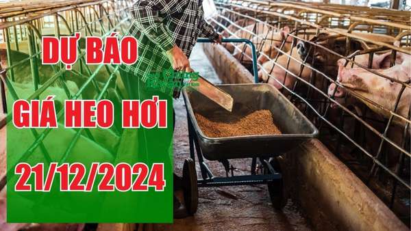 Dự báo giá heo hơi ngày 21/12: Đà tăng lan rộng, liệu có thể vượt 67.000 đồng/kg?