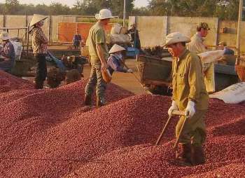 Giá cà phê Arabica tăng 0,19% tiến sát mốc 8.000 USD/tấn