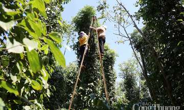 Ảnh bài viết