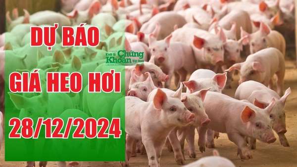 Dự báo giá heo hơi ngày 28/12/2024: Thị trường tiếp tục biến động trước dịp Tết?