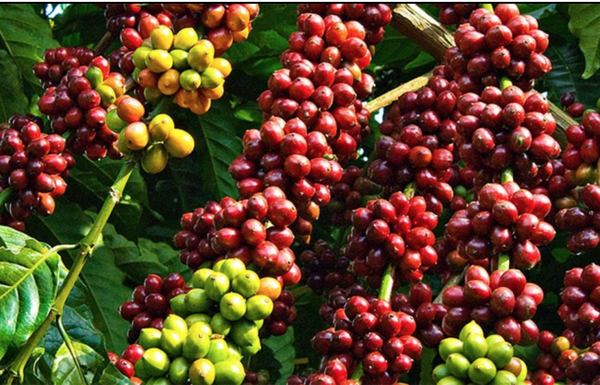 Giá cà phê hôm nay, 18/3: Giá cà phê trong nước tăng 500 đồng/kg