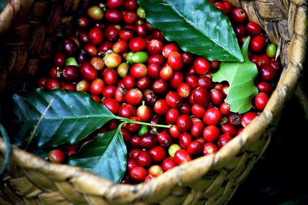 Giá cà phê hôm nay 1/4: Giá cà phê trong nước tăng mạnh, cán mốc 49.000 đồng/kg